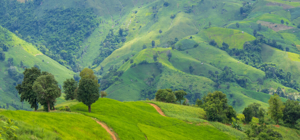 Trees and rural mountain landscapes