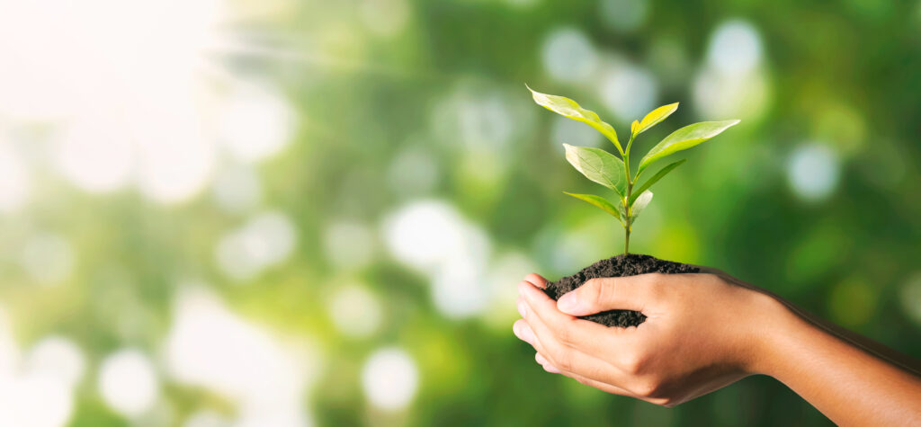 Tree seedling help in cupped hands and black soil ready for transplant